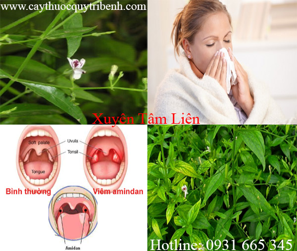 mua-xuyen-tam-lien-tai-tp-hcm-uy-tin-nhat