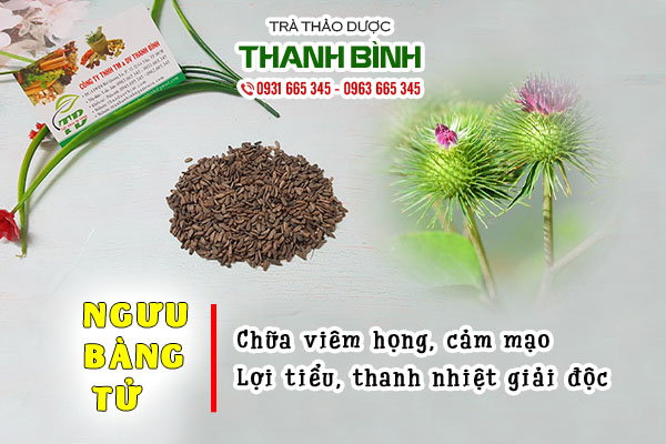 ngưu bàng tử