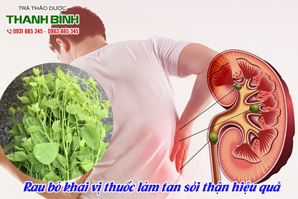 mua-rau-bo-khai-tai-thao-duoc-thanh-binh-2