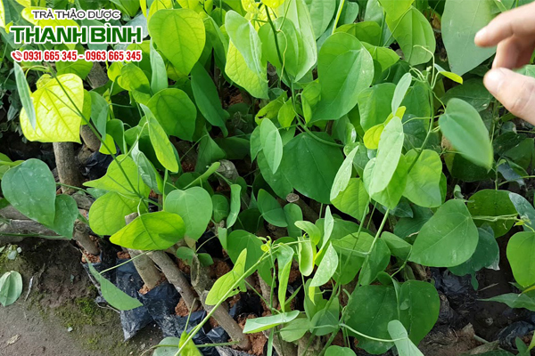 mua-rau-bo-khai-tai-thao-duoc-thanh-binh-1
