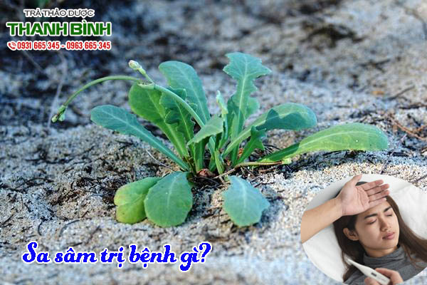 sa-sam-kho-thao-duoc-thanh-binh
