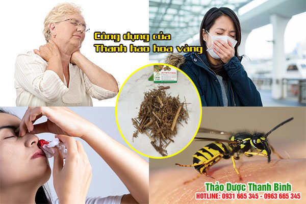 thanh-hao-hoa-vang-thanh-binh