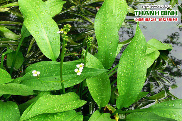 trach-ta-thanh-binh