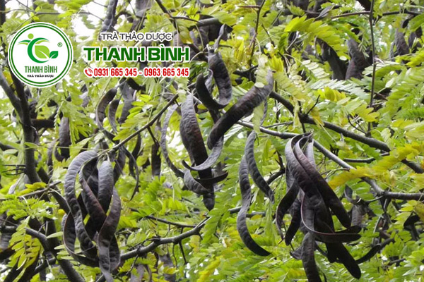 trai-bo-ket-thanh-binh-1
