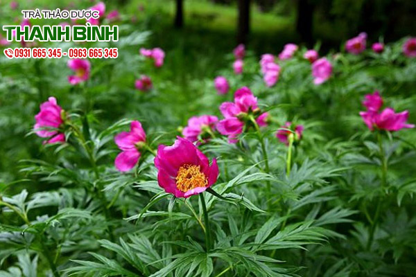 xich-thuoc-thanh-binh