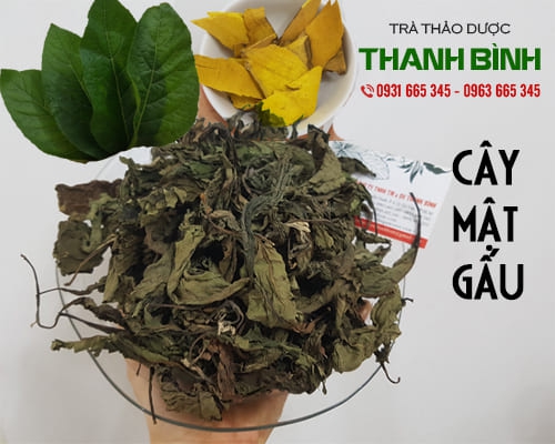 Công dụng của cây mật gấu là gì ???