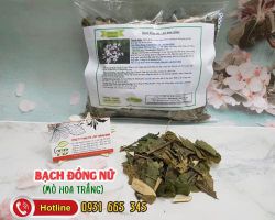 Bạch đồng nữ (mò hoa trắng): Tính vị công dụng và một số bài thuốc trị bệnh