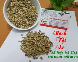 Bạch tật lê trị bệnh gì?