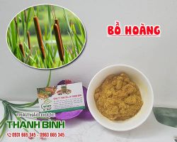 Bồ hoàng [công dụng, cách dùng] mua ở đâu nguyên chất?