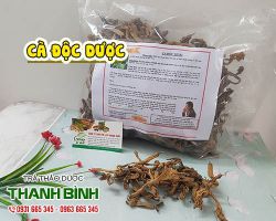 Cà độc dược [công dụng, cách dùng] mua ở đâu nguyên chất?