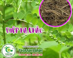 Cách dùng diệp hạ châu trong điều trị bệnh tốt nhất