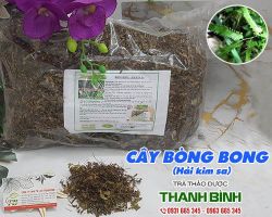 Cách sử dụng cây bòng bong hỗ trợ điều trị viêm gan hiệu quả tốt nhất