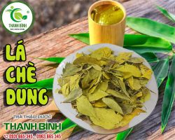 Cách sử dụng cây chè dung trong điều trị bệnh