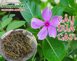 Cách sử dụng cây dừa cạn như thế nào