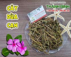Cách sử dụng cây dừa cạn như thế nào