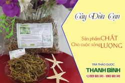 Cách sử dụng cây dừa cạn như thế nào
