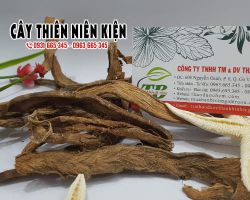 Cách sử dụng cây thiên niên kiện chữa đau nhức xương khớp