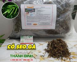 Cách sử dụng cỏ seo gà trong việc điều trị ghẻ lở ngoài da hiệu quả nhất