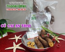 Cách sử dụng củ gai an thai hỗ trợ điều trị động thai hiệu quả nhất