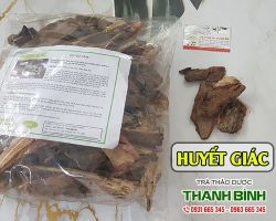 Cách sử dụng huyết giác hỗ trợ thông huyết ứ hiệu quả tốt nhất