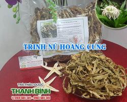 Cách sử dụng trinh nữ hoàng cung trong điều trị u xơ tử cung hiệu quả nhất