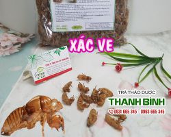 Cách sử dụng xác ve trong điều trị nhức đầu chóng mặt tốt nhất