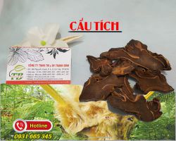 Cẩu tích là gì, cẩu tích có tác dụng gì ?