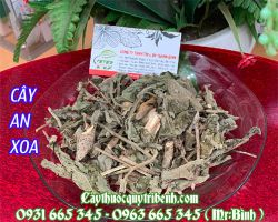 Cây an xoa chữa bệnh gì???