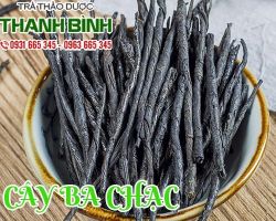 Cây ba chạc [Tác dụng, Cách dùng] Mua ở đâu nguyên chất giá rẻ ?