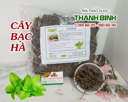 Cây bạc hà [công dụng, cách dùng] mua ở đâu nguyên chất?