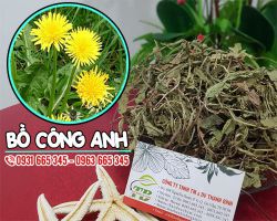 Cây bồ công anh bán ở đâu tại TPHCM ???