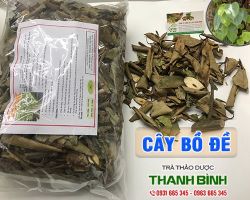 CÂY BỒ ĐỀ [CÔNG DỤNG, CÁCH DÙNG] NGUYÊN CHẤT GIÁ RẺ