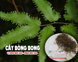 Cây bòng bong chữa bệnh gì, công dụng của cây bòng bong