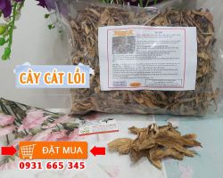 Cây cát lồi vị thuốc quý điều trị đau nhức xương khớp