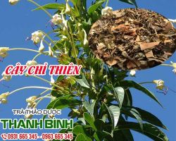 Cây chỉ thiên [công dụng, cách dùng] mua ở đâu nguyên chất?