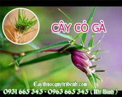 Mua cây cỏ gà ở đâu tại TPHCM???