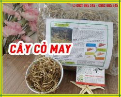 Cây cỏ may chữa bệnh gì