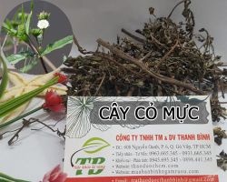 Cây cỏ mực có tác dụng gì