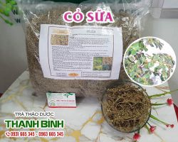 Cây cỏ sữa [công dụng, cách dùng] mua ở đâu nguyên chất?