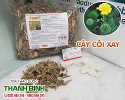 Cây cối xay [công dụng, cách dùng] mua ở đâu nguyên chất?