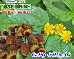 Cây cúc áo [công dụng, cách dùng] mua ở đâu nguyên chất?