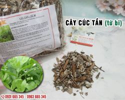 Cây cúc tần chữa bệnh gì, công dụng của cây cúc tần