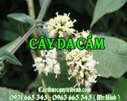 Cây dạ cẩm