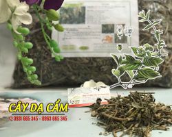 Cây dạ cẩm chữa bệnh gì - Công dụng của cây dạ cẩm