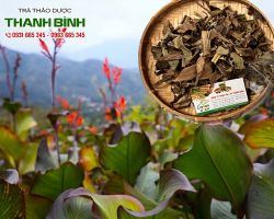 Cây dong riềng đỏ mua ở đâu nguyên chất?