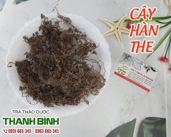 Cây hàn the vị thuốc dân gian chữa viêm đường tiết niệu