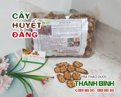 Cây huyết đằng [công dụng, cách dùng] mua ở đâu nguyên chất?