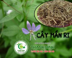 Cây mần ri trị bệnh gì? công dụng của cây mần ri