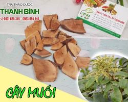 Cây muối [công dụng, cách dùng] mua ở đâu nguyên chất?
