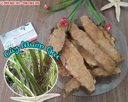 Cây mướp gai (móp gai) trị bệnh gì